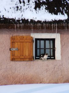 Cica az ablakban